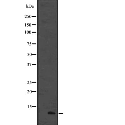 CCL19 / MIP3-Beta Antibody