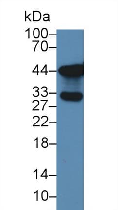 SLC9A3R2 / SIP1 Antibody (aa56-337)