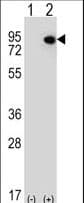 ELF4 / MEF Antibody (aa161-188)