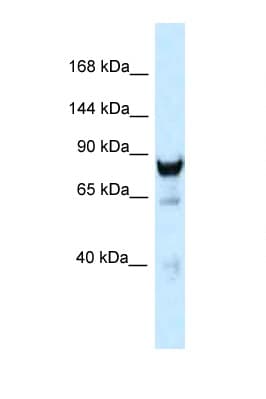 DNM3 / Dynamin 3 Antibody (C-Terminus)