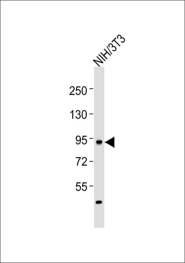 DVL3 / Dishevelled 3 Antibody