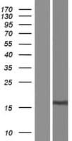 C10orf91 Protein (Over-Expression Lysate Myc-DDK (Flag))