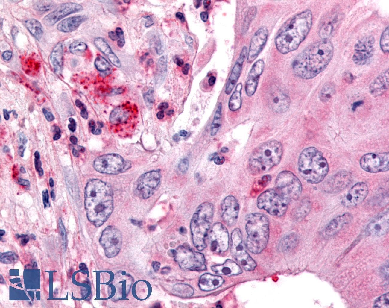 PathPlus™ OR6K3 Antibody (N-Terminus)