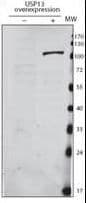 USP13 Antibody (aa389-419)