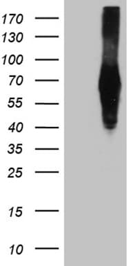 ZFP82 / ZNF545 Antibody (clone OTI5D8)