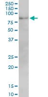Monoclonal Mouse anti-Human Mitofusin 2 / MFN2 Antibody (clone 6A8, IHC, WB)