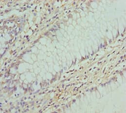 COG5 Antibody