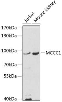 MCCC1 Antibody