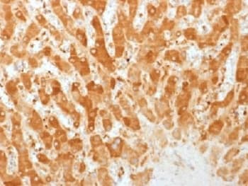 GJB1 / CX32 / Connexin 32 Antibody (clone GJB1/1753, Azide-free, BSA-free)