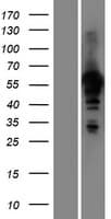 HAUS8 Protein (Over-Expression Lysate Myc-DDK (Flag))