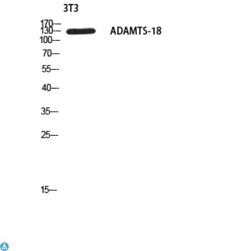 ADAMTS18 Antibody