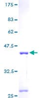 Human MRPS6 / MRP S6 Protein (Recombinant GST)