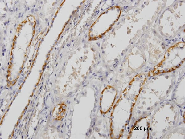 Paralemmin / PALM Antibody (clone 7C5)
