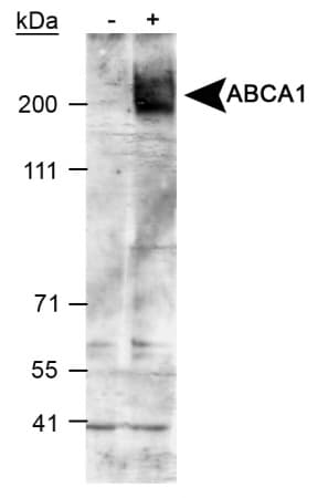 ABCA1 Antibody (Biotin)