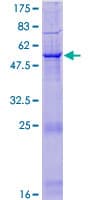 Human PI15 Protein (Recombinant GST)