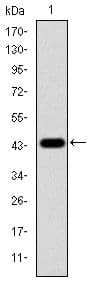 Monoclonal Mouse anti-Human MAPK3 / ERK1 Antibody (clone 100000, IHC, IF, WB)