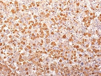 ACTH Antibody (aa1-24, clone AH26 + 57, Azide-free, BSA-free)