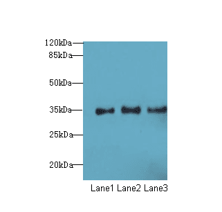 NUP35 / NUP53 Antibody