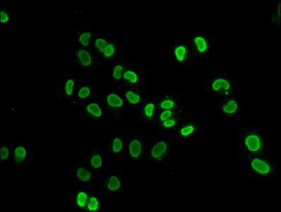 Polyclonal Rabbit anti-Human HIST1H4I Antibody (IF)
