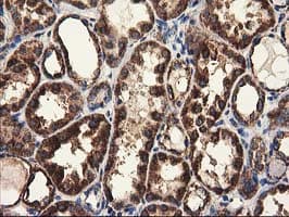 CLPP Antibody (clone OTI1F6, Carrier-free)