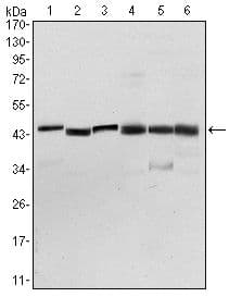 PDK1 Antibody (clone 4A11)