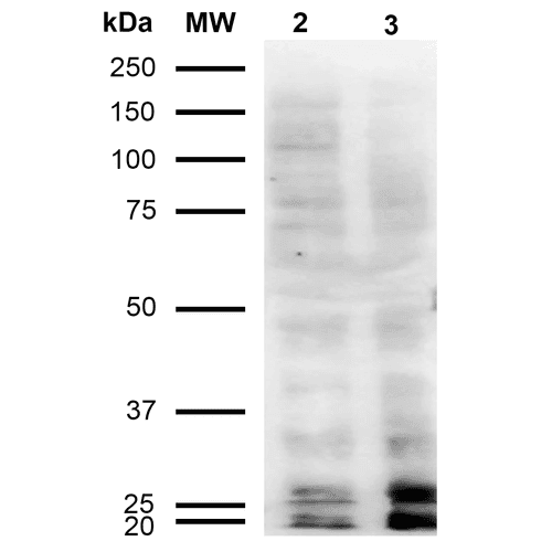 Malondialdehyde Antibody (clone 11E3, FITC)