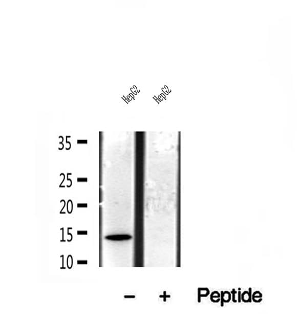 CISD1 Antibody
