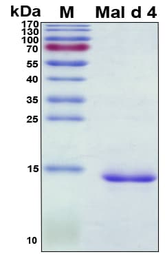Apple Mal d 4 Protein (Recombinant His, N-Terminal)