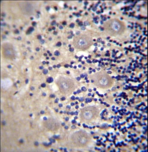 DRG1 / NEDD3 Antibody (aa334-363)