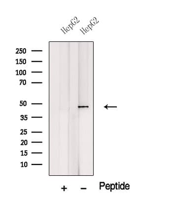WNT2B Antibody