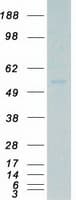 Human MATK Protein (Recombinant Myc-DDK (Flag))