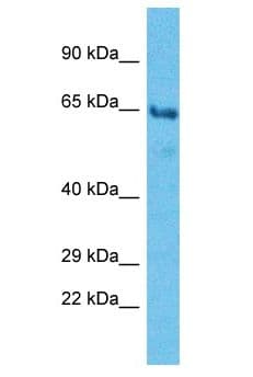 PHTF2 Antibody (aa474-523)