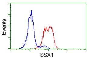 SSX1 Antibody (clone OTI2E9, Carrier-free)