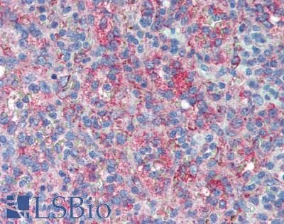 LRRC25 Antibody (clone 3.00E+04, Carrier-free)