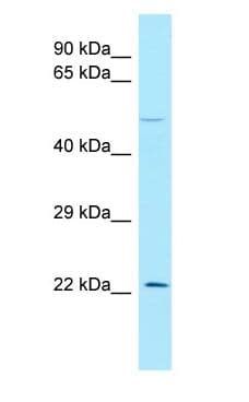 Endothelin 3 / EDN3 Antibody (C-Terminus)