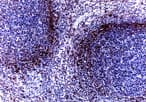TRAF1 Antibody (aa51-69)