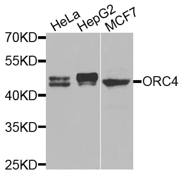 ORC4L / ORC4 Antibody