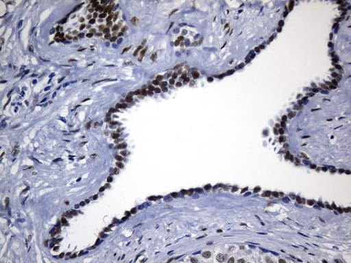 TLE1 / TLE 1 Antibody (aa180-460, clone UMAB253, Carrier-free)