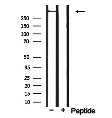 CEP250 / C-NAP1 Antibody