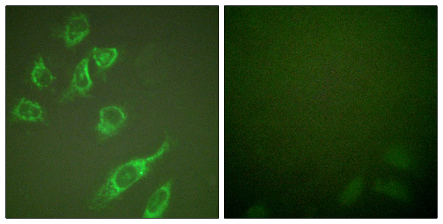 YWHAZ / 14-3-3 Zeta Antibody (phospho-Ser58)