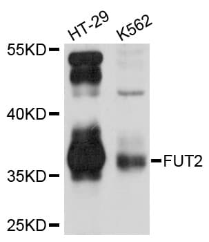 FUT2 / SE Antibody