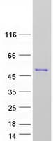 Human NAPE-PLD Protein (Recombinant Myc-DDK (Flag))