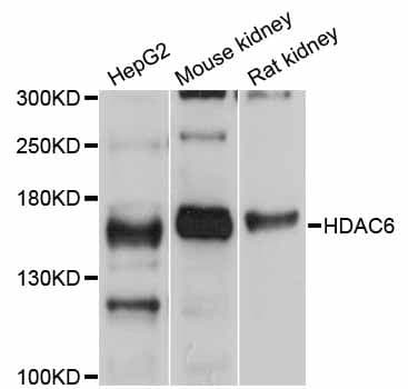 HDAC6 Antibody