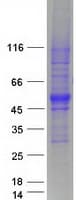 Human SPNS1 / Spinster Protein (Recombinant Myc-DDK (Flag))