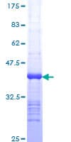 Human KCNJ2 / Kir2.1 Protein (Recombinant GST, N-terminus)
