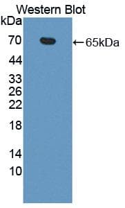 TXLNA / Alpha Taxilin Antibody (aa1-234, Biotin)