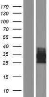 OSCAR Protein (Over-Expression Lysate Myc-DDK (Flag))