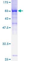 Human PALS2 / MPP6 Protein (Recombinant GST)