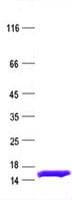 Human FABP3 / H-FABP Protein (Recombinant His, N-Terminal)