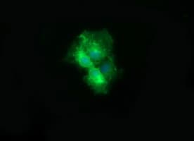 CD19 Antibody (clone OTI2G7)